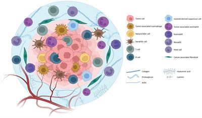 The molecular mechanism of actions and clinical utilities of tumor infiltrating lymphocytes in gastrointestinal cancers: a comprehensive review and future prospects toward personalized medicine